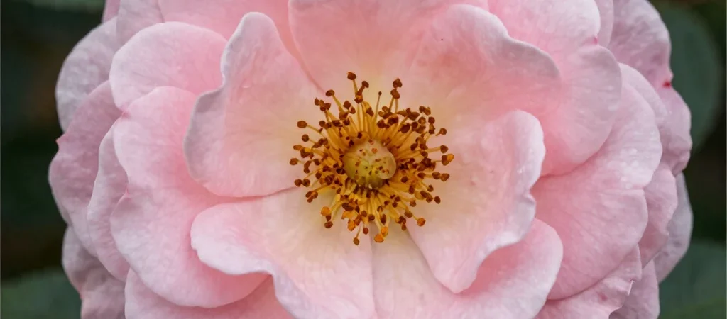 The History and Fragrance Profiles of Heritage Damask Cultivars